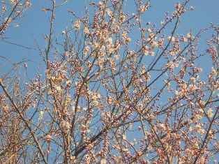 桃の花(1)