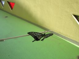 アゲハ蝶
