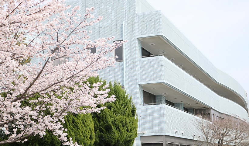 庁舎桜