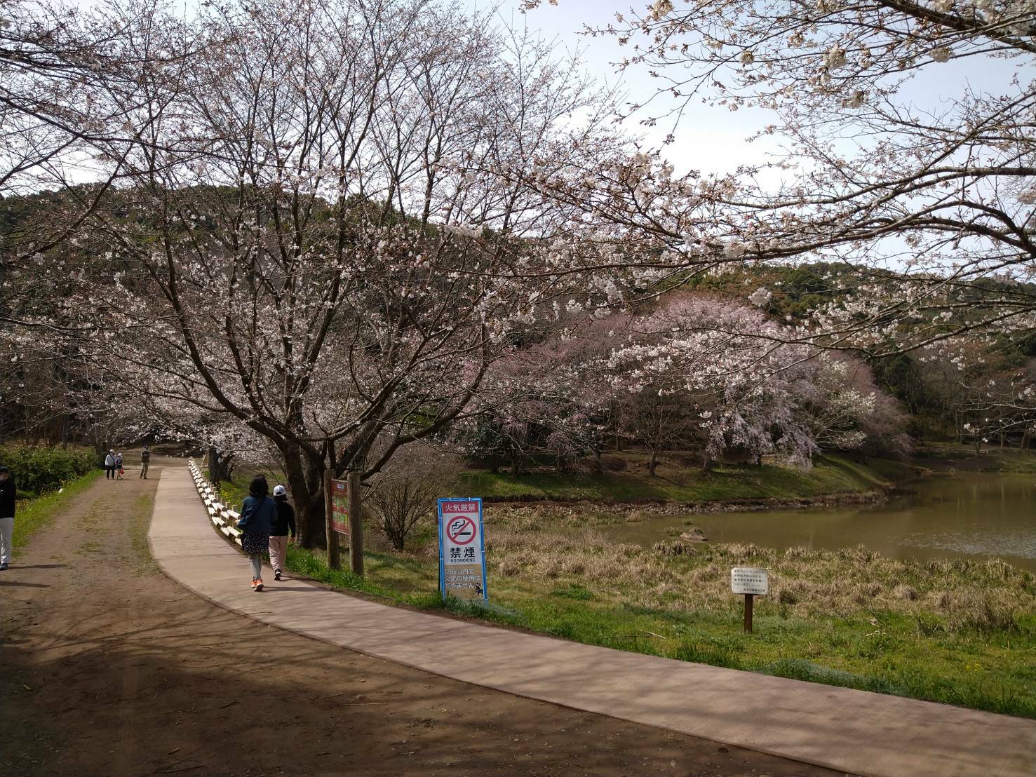 桜（サクラ池東側）