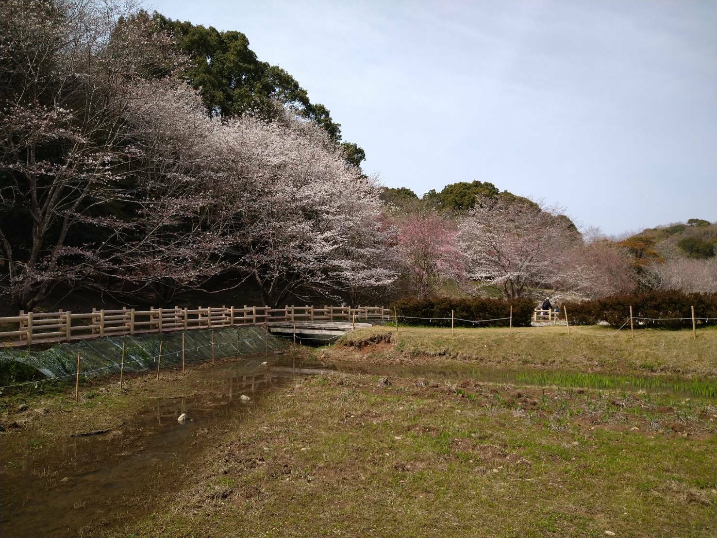 桜（湿生植物苑西側）