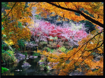 秋の小野泉水