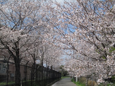記念館裏の桜並木