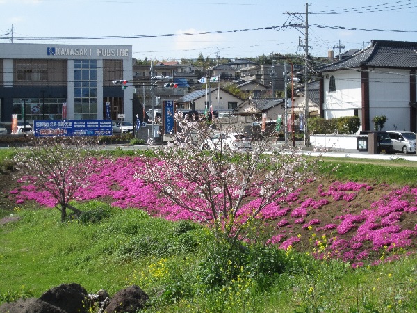 花公園の桜と芝桜