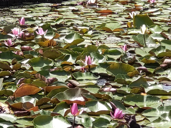 池に咲く睡蓮