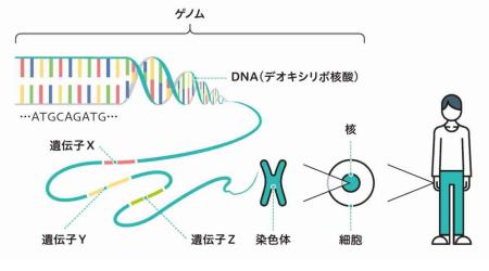 DNA、ゲノム、遺伝子
