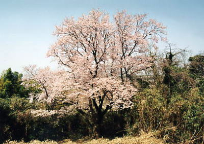 5 徳王の桜