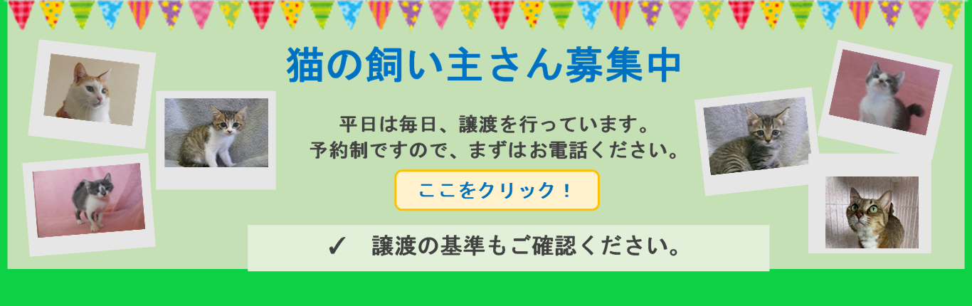 猫の飼い主さん募集中