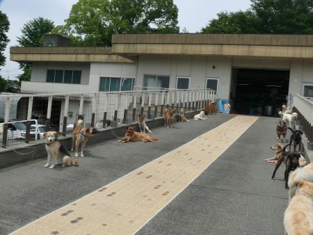 スロープに繋がれた犬達