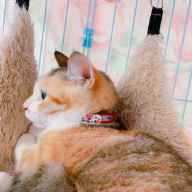 迷子札をつけた猫