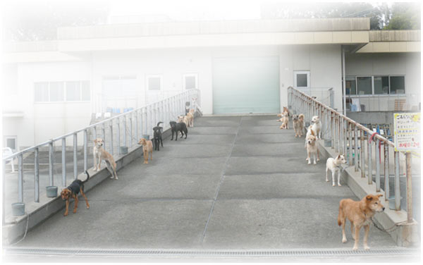 熊本市動物愛護センターの使命