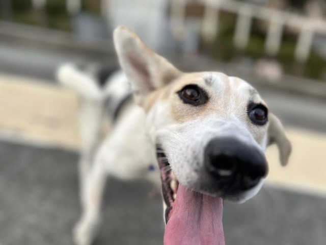 みにも