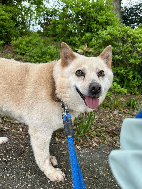 ソアの画像