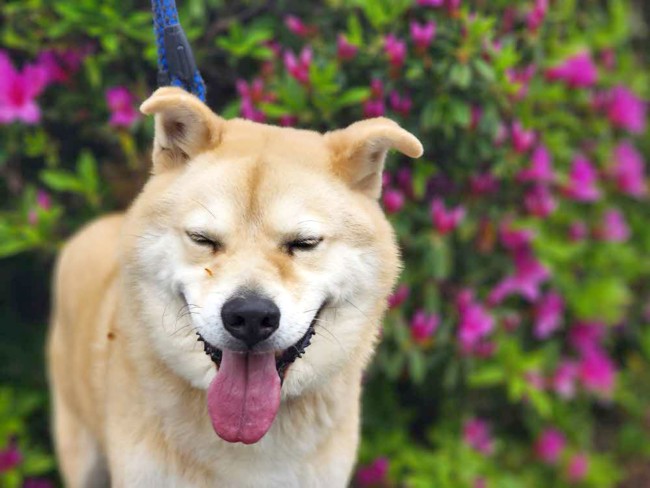 中型　雑種の画像