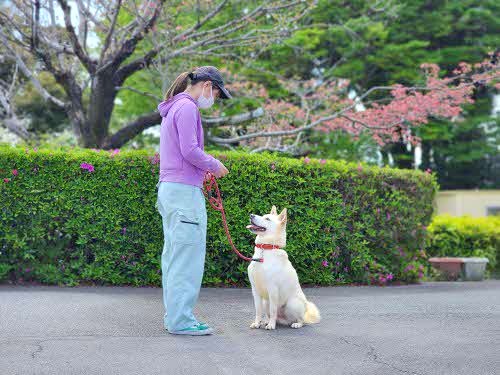ベルガー