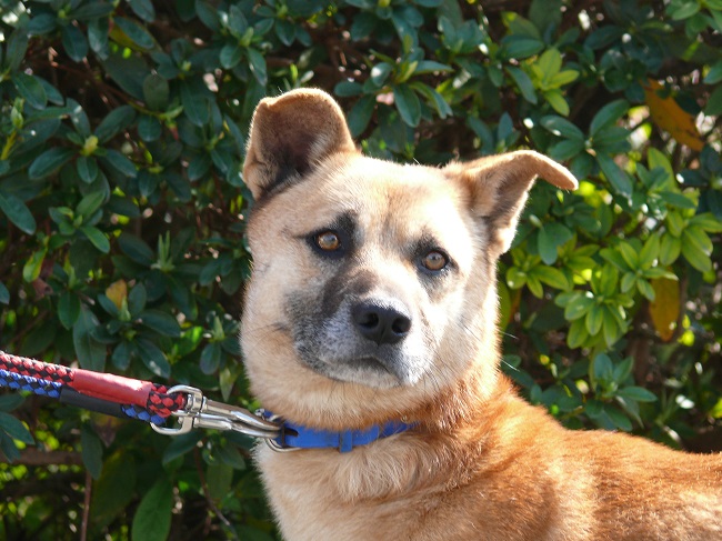 中型　雑種の画像