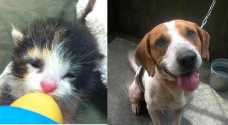 犬猫