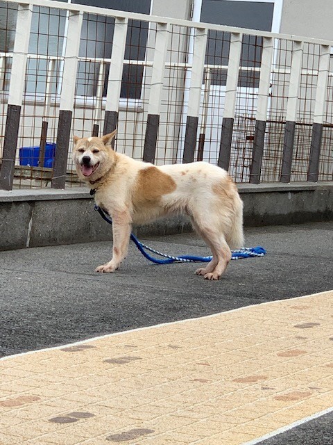 コボ コボ