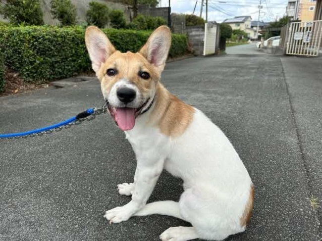 モス