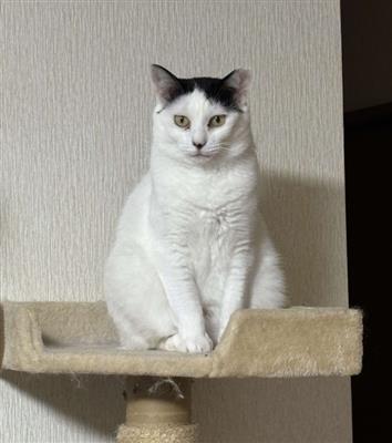 きはだ