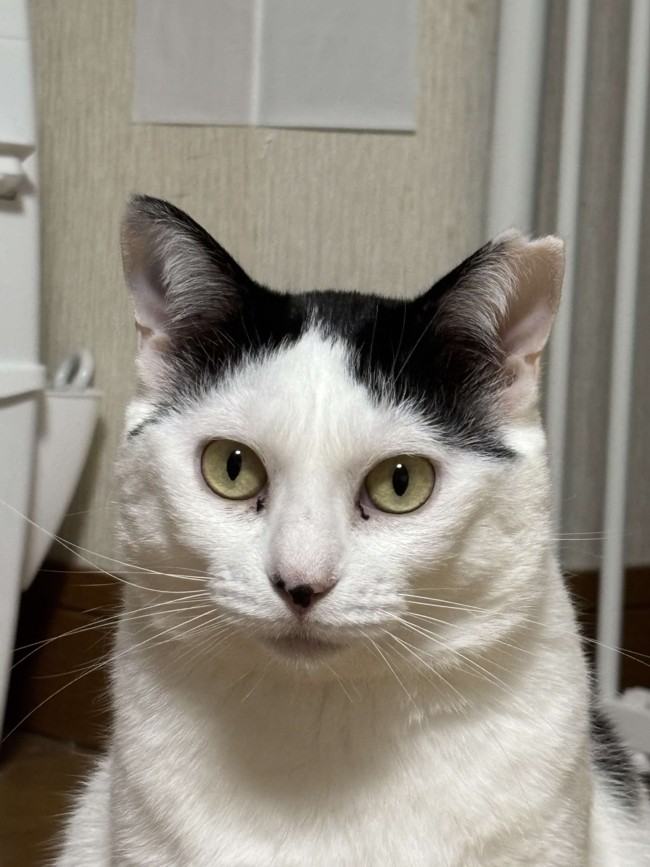 きはだの画像