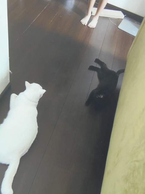 かじか かじか