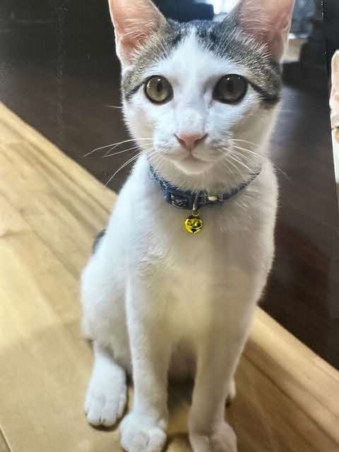 譲渡後