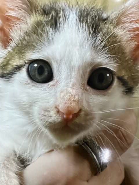 譲渡後