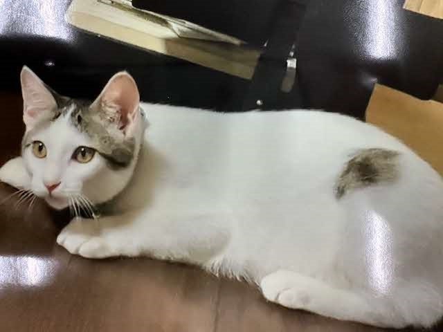 譲渡後