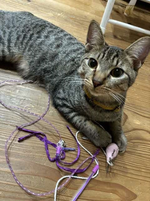 こんぶ