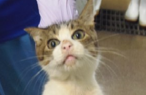 びー びー