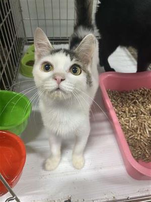 ジェー