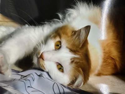 譲渡後