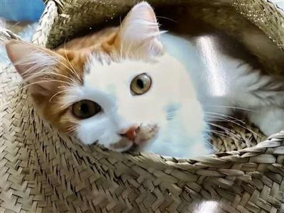 譲渡後