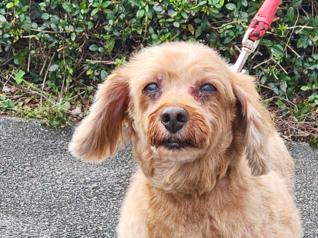 小型　老齢の画像