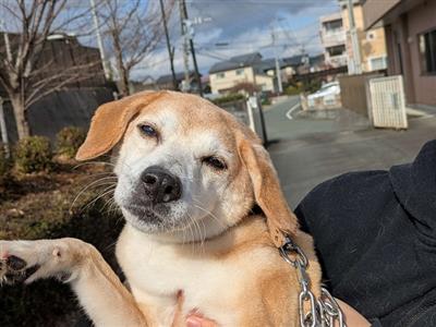 せり