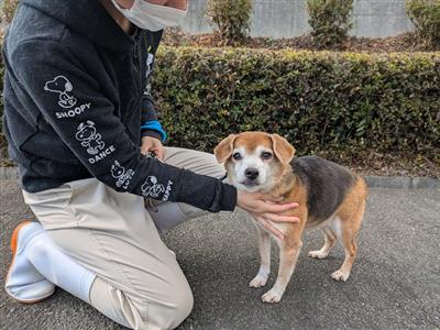 なずな