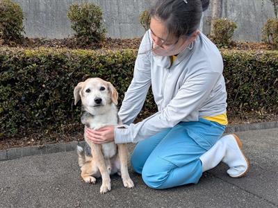 はこべー