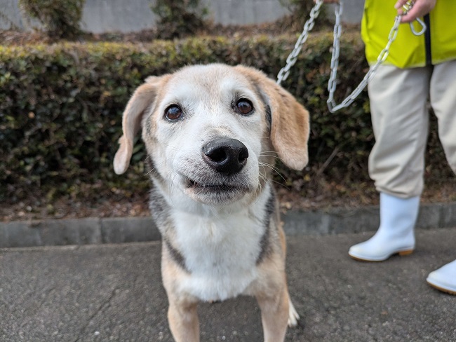 はこべー