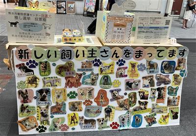 犬投票