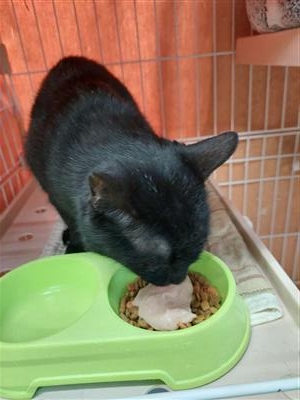 猫の写真