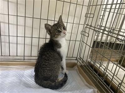 り