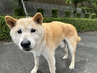 わにじ