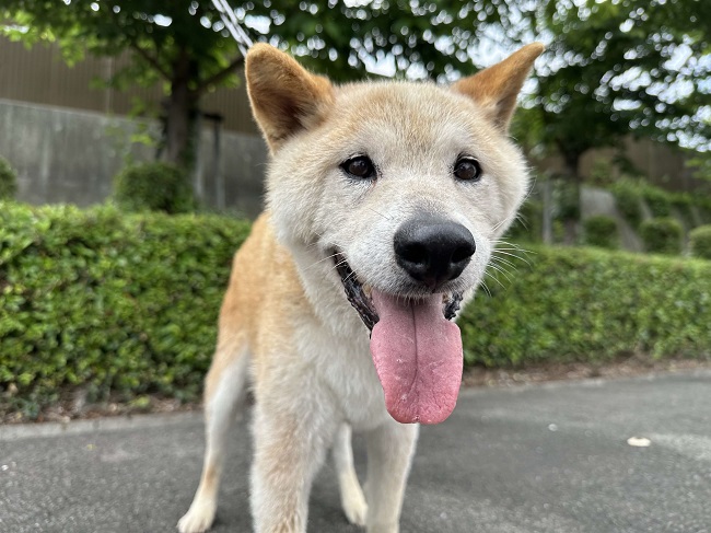 わにじの画像