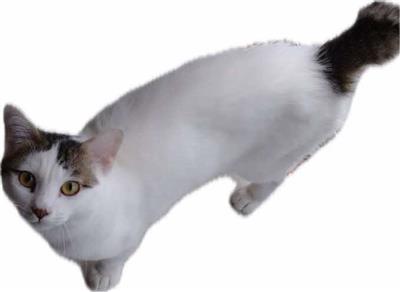猫の写真