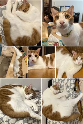 茶白ねこ