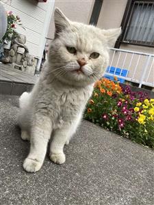 猫の写真