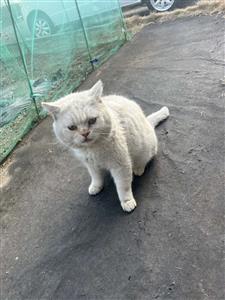 猫の写真