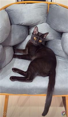 猫の写真