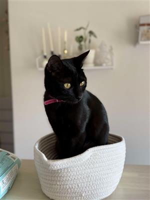 猫の写真